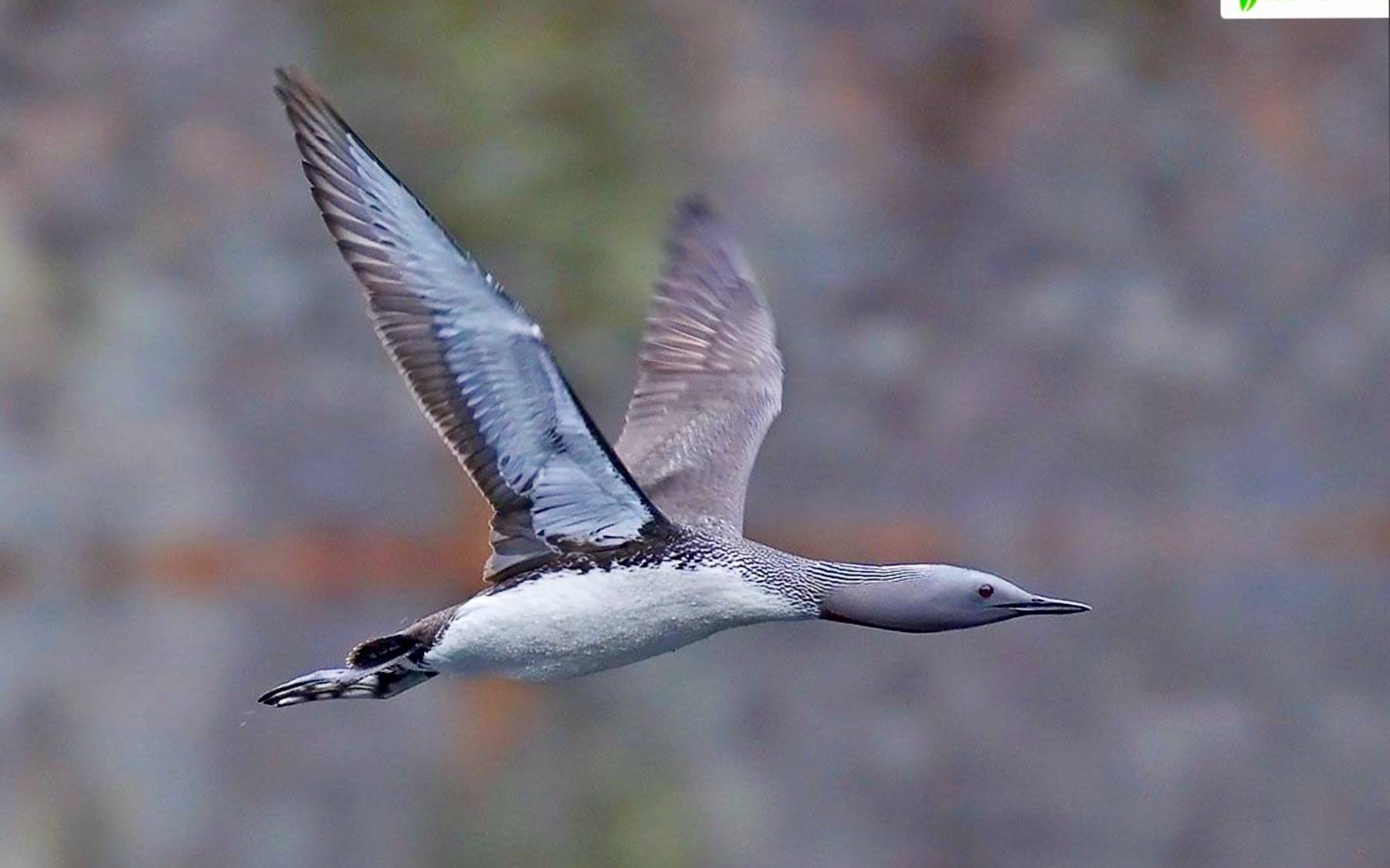 Red-throated Loon flight silhouette©Jari Peltomäki / Luontoportti.com.  Request permission for reuse https://luontoportti.com/en/f?language=en&url=%2Fprivacypolicy%23general